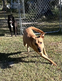 doggie daycare, dog boarding, dog hotel