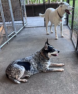 Koozie & Louie hanging out