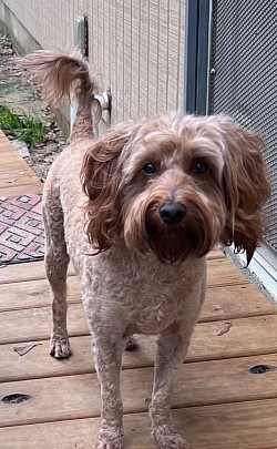 dog boarding, dog daycare