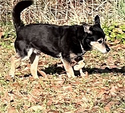 dog boarding, dog resort, dog motel